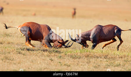 topi, tsessebi, korrigum, tsessebe (Damaliscus lunatus jimela), fight, Kenya, Masai Mara National Park Stock Photo