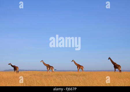Masai giraffe (Giraffa camelopardalis tippelskirchi), four giraffes in savannah, Kenya, Masai Mara National Park Stock Photo