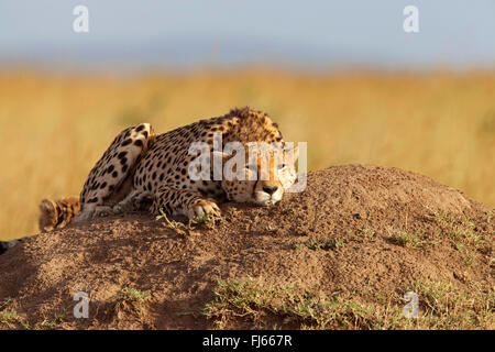 cheetah (Acinonyx jubatus), rests on a termite hill, Kenya, Masai Mara National Park Stock Photo