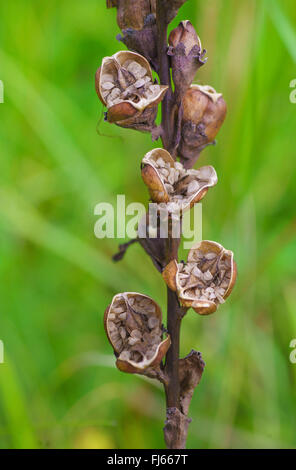 Moor-king, Moorking (Pedicularis sceptrum-carolinum), fruiting, Germany, Oberayern Stock Photo