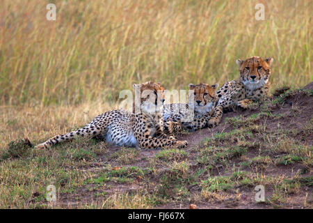 cheetah (Acinonyx jubatus), three cheetahs rest in savannah, Kenya, Masai Mara National Park Stock Photo