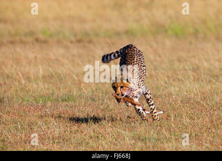 cheetah (Acinonyx jubatus), runs away with part of a cadaver in its mouth, Kenya, Masai Mara National Park