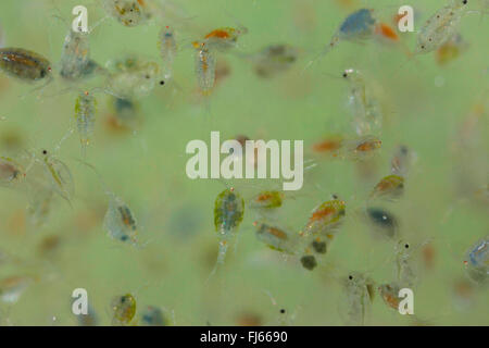cyclop (Cyclops spec.), zoological plankton, Cyclops and Daphnia Stock Photo
