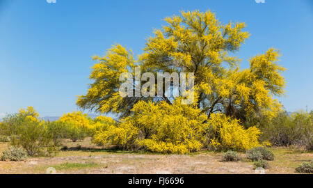 Blue Palo Verde (Parkinsonia florida, Cercidium floridum), flowering in desert, USA, Arizona, Sonoran Stock Photo