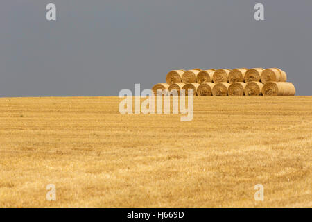 bread wheat, cultivated wheat (Triticum aestivum), harvested field with straw balls, Germany, Bavaria, Oberbayern, Upper Bavaria Stock Photo