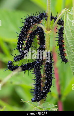 Peacock butterfly, European Peacock (Inachis io, Nymphalis io), caterpillars feed on nettle , Germany, Bavaria Stock Photo