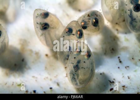 tubenose goby (Proterorhinus marmoratus, Gobius marmoratus), eggs with visible larvae short time before hatching