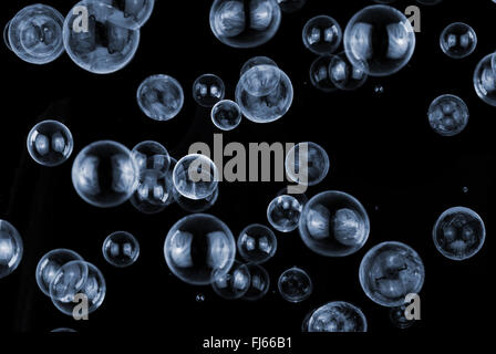 white soap bubbles on black background Stock Photo