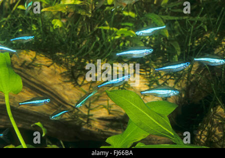 Green neon tetra (Paracheirodon simulans, Hyphessobrycon simulans), swimming school Stock Photo