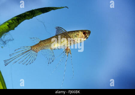 butterfly fish, butterflyfish, freshwater butterflyfish (Pantodon buchholzi), swimming Stock Photo
