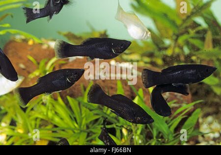 Mexican Molly, Marbled molly, Liberty Molly (Poecilia sphenops, Mollienesia sphenops), Black Molly, black breed of the Mexican Molly Stock Photo