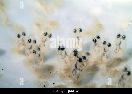 tubenose goby (Proterorhinus marmoratus, Gobius marmoratus), eggs with visible larvae short time before hatching
