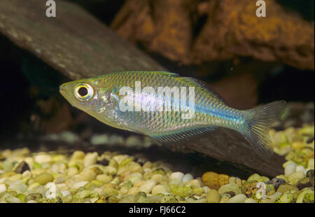 Lake Kutubu rainbowfish (Melanotaenia lacustris), swimming Stock Photo