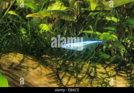 Green neon tetra (Paracheirodon simulans, Hyphessobrycon simulans), swimming Stock Photo