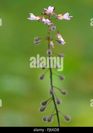 enchanter's-nightshade (Circaea lutetiana), inflorescence with fruits, Germany, Bavaria, Oberbayern, Upper Bavaria Stock Photo