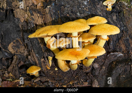 Laughing Gym, Laughing Cap, Laughing Jim, Spectacular Rustgill (Gymnopilus junonius, Gymnopilus spectabilis), fruiting bodies at dead wood, Germany Stock Photo