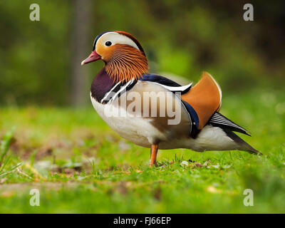 mandarin duck (Aix galericulata), drake in a meadow, Germany, Saxony Stock Photo