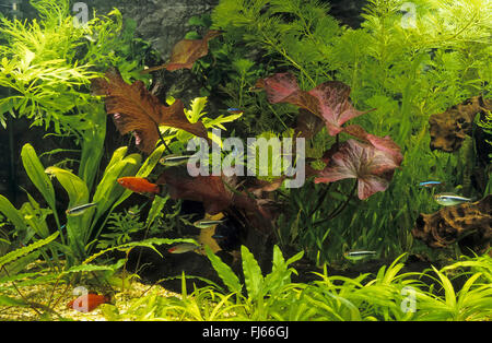tropical fresh water fish tank Stock Photo