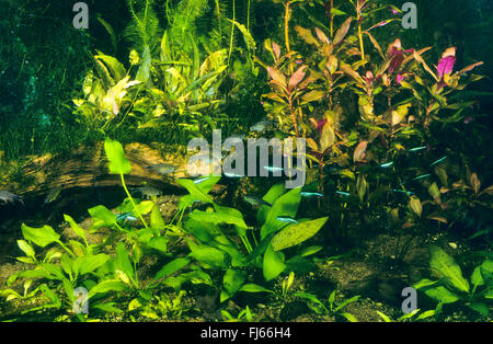 Green neon tetra (Paracheirodon simulans, Hyphessobrycon simulans), tropical fresh water fish tank Stock Photo