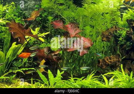 tropical fresh water fish tank Stock Photo