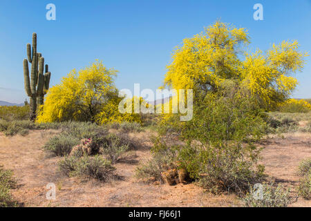 Blue Palo Verde (Parkinsonia florida, Cercidium floridum), flowering in front of Saguaro, USA, Arizona, Sonoran Stock Photo