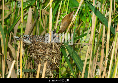 Eurasian cuckoo (Cuculus canorus), reed warbler feeding a 14 days old young cuckoo in the nest Stock Photo