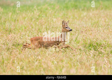 roe deer (Capreolus capreolus), roe buck jums through high grass, Germany, Bavaria Stock Photo