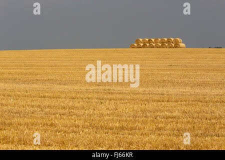 bread wheat, cultivated wheat (Triticum aestivum), harvested field with straw balls, Germany, Bavaria, Oberbayern, Upper Bavaria Stock Photo