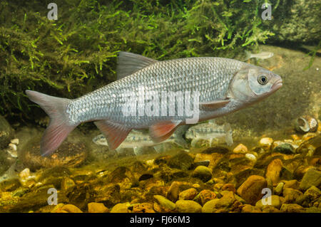 Ide, Orfe (Leuciscus idus), side view Stock Photo