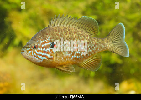 pumpkin-seed sunfish, pumpkinseed (Lepomis gibbosus), with nuptial colouration Stock Photo