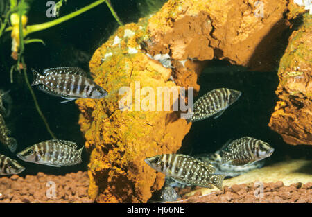 Congo black pearl, Pearly Lamprologus (Altolamprologus calvus, Neolamprologus calvus, Lamprologus calvus), small school Stock Photo