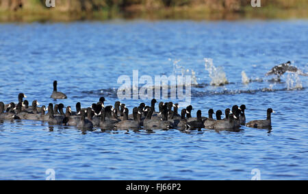 American coot (Fulica americana), swimming troop, USA, Florida, Merrit Island Stock Photo