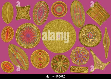 diatom (Diatomeae), different arranged diatoms Stock Photo - Alamy