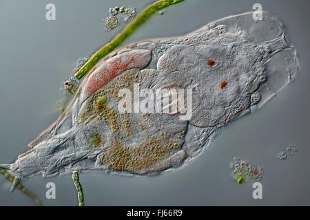 rotifers (Rotatoria), Philodina spec. Stock Photo