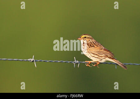 Savannah sparrow (Passerculus sandwichensis), sits on a barbed wire, USA, Florida, Myakka RSP Stock Photo