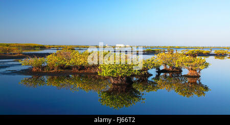 mangroves in shallow water, USA, Florida, Merritt Island Stock Photo