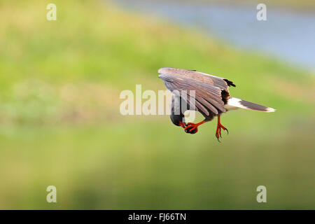 everglade kite, snail kite,  (Rostrhamus sociabilis), flying male feeding an apple snail, USA, Florida Stock Photo