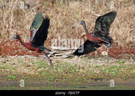 glossy ibis (Plegadis falcinellus), two Glossy ibises taking off, USA, Florida Stock Photo