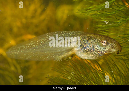 marsh frog, lake frog (Rana ridibunda, Pelophylax ridibundus), tadpole with hind legs, Germany Stock Photo