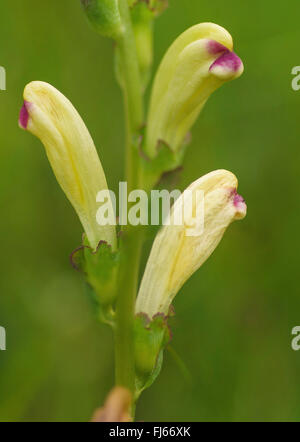 Moor-king, Moorking (Pedicularis sceptrum-carolinum), inflorescence, Germany, Bavaria, Oberbayern, Upper Bavaria Stock Photo