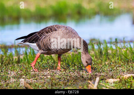 greylag goose (Anser anser), grazing on lake shore, Germany, Bavaria, Lake Chiemsee Stock Photo