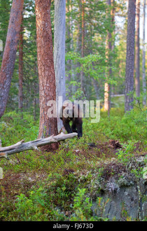 Wolverine, Gulo gulo, walking in the forest comming towards camera and ...