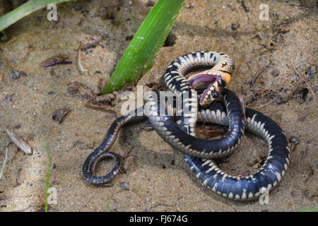 Grass snake playing dead hi-res stock photography and images