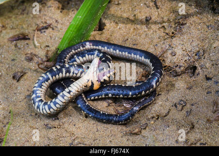 grass snake (Natrix natrix), feigning death, playing dead, Germany, Bavaria  Stock Photo - Alamy