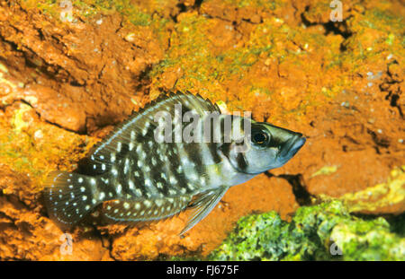 Congo black pearl, Pearly Lamprologus (Altolamprologus calvus, Neolamprologus calvus, Lamprologus calvus), swimming Stock Photo