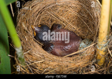 Eurasian cuckoo (Cuculus canorus), one day old squab in a nest of a reed warbler with a host egg, Germany, Bavaria, Oberbayern, Upper Bavaria Stock Photo