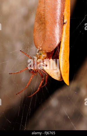 Leaf curling spider (Phonognatha joannae), looking out the hiding place, coiled up leaf a a hideaway, New Caledonia, �le des Pins Stock Photo