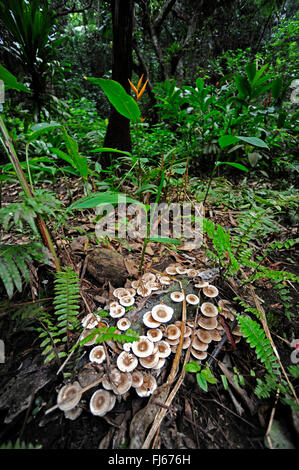 fungi on deadwood in the rain forest, New Caledonia, Ile des Pins Stock Photo