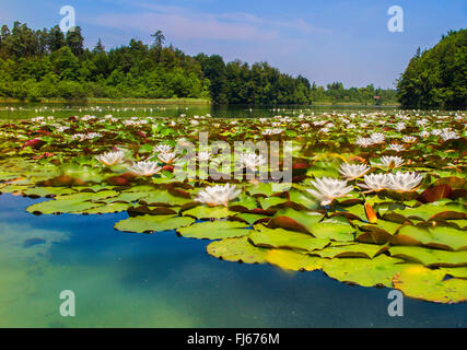 white water-lily, white pond lily (Nymphaea alba), tight population with a lot of blossoms, Germany, Bavaria, Langbuergener See Stock Photo