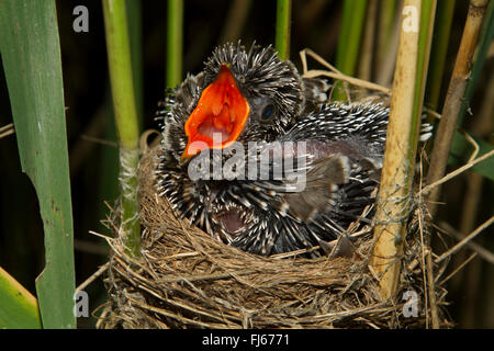 Eurasian cuckoo (Cuculus canorus), seven days old cuckoo in a reed warbler nest, threatening, Germany, Bavaria, Oberbayern, Upper Bavaria Stock Photo